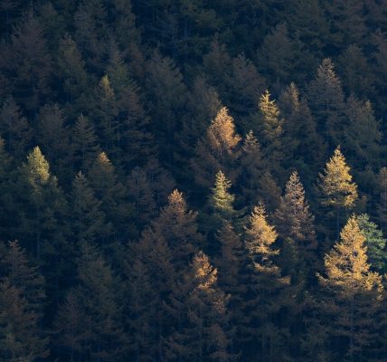 Arboricultural Consultants