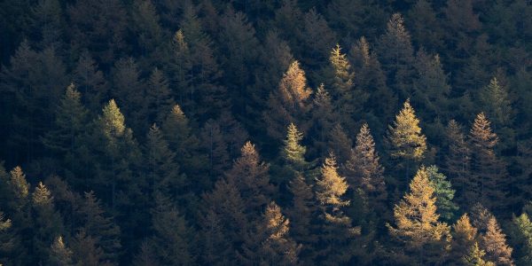 Arboricultural Consultants